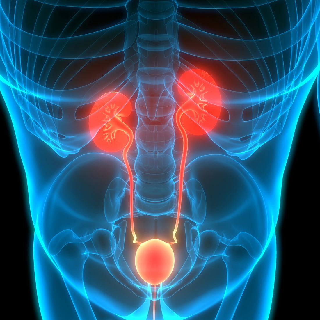 Nurturing Prostate Health: Unveiling the Role of Saw Palmetto Supplements by Kydali